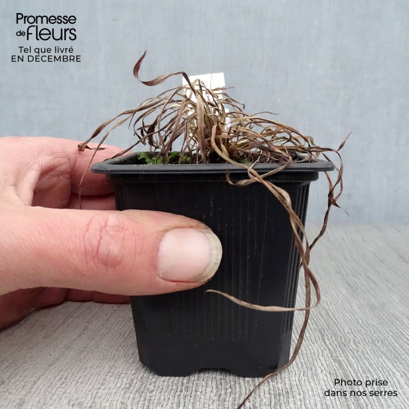 Schizachyrium scoparium Chameleon 8/9 cm pot sample as delivered in winter