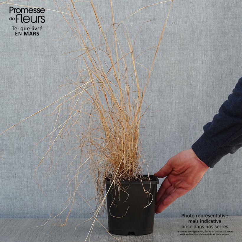 Schizachyrium scoparium Chameleon 2L/3L pot sample as delivered in winter
