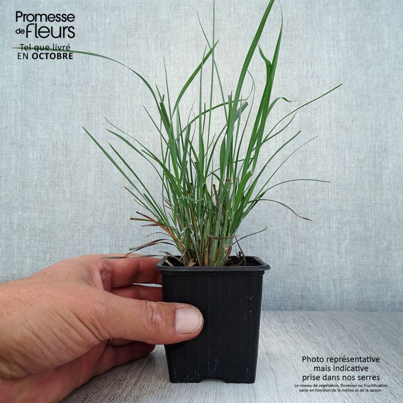 Schizachyrium scoparium 8/9 cm pot sample as delivered in autumn