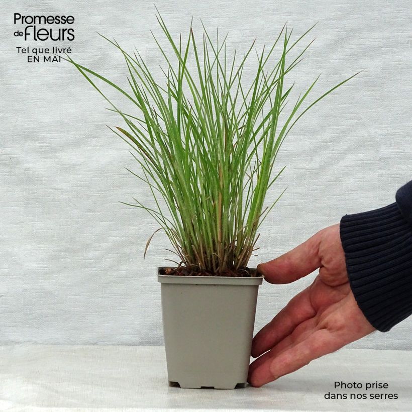 Schizachyrium scoparium Ha Ha Tonka 8/9 cm pot sample as delivered in spring
