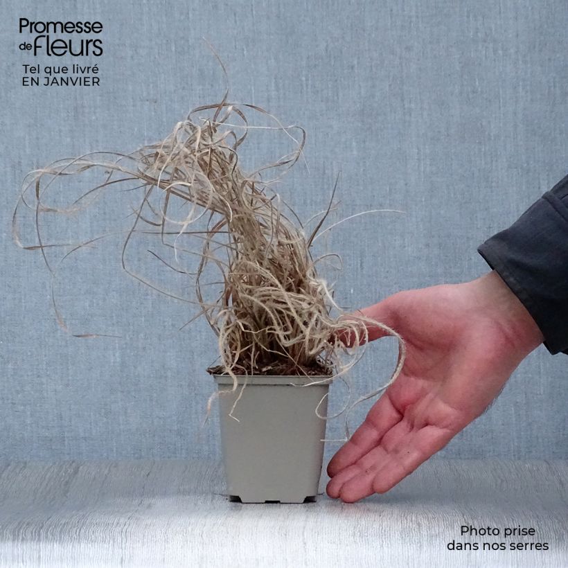 Schizachyrium scoparium Ha Ha Tonka 8/9 cm pot sample as delivered in winter