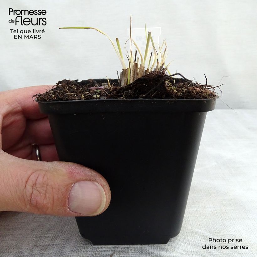 Schizachyrium scoparium Prairie Blues 8/9 cm pot sample as delivered in spring