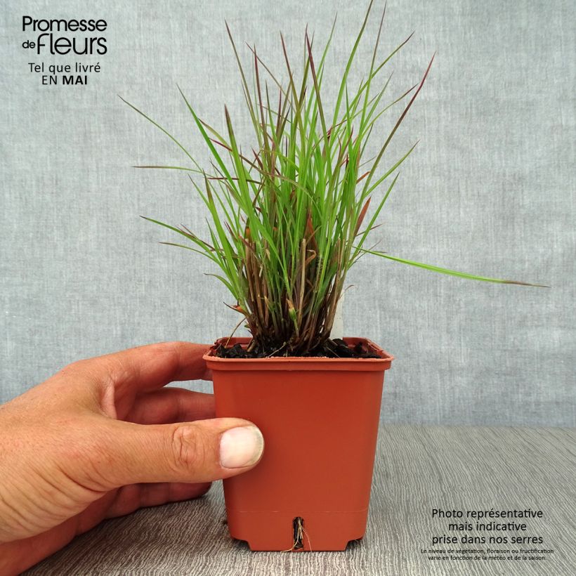 Schizachyrium scoparium Standing Ovation 8/9 cm pot sample as delivered in spring