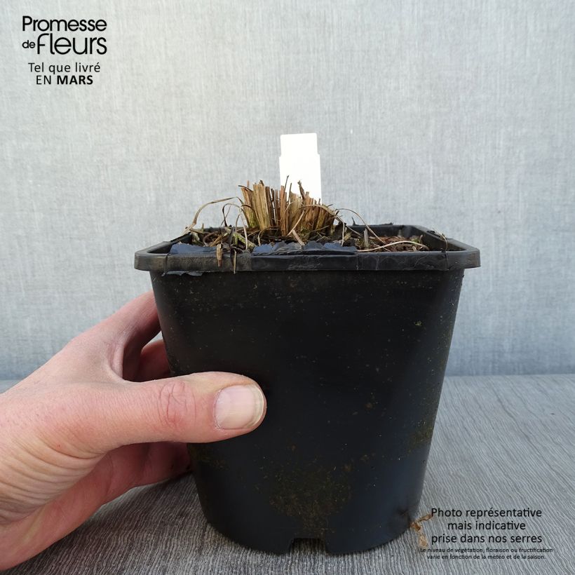 Schizachyrium scoparium Twilight Zone 2L/3L pot sample as delivered in winter