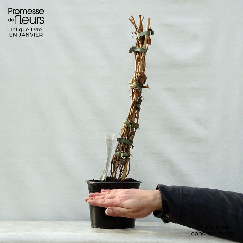 Schizophragma fauriei Angel Wings 2L/3L pot sample as delivered in winter