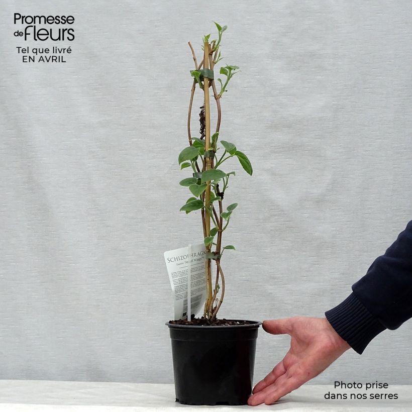 Schizophragma fauriei Angel Wings 2L/3L pot sample as delivered in spring