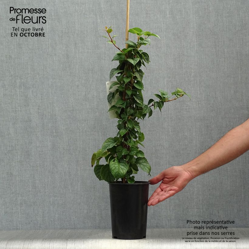 Schizophragma hydrangeoïdes Moonlight 2L/3L pot sample as delivered in autumn