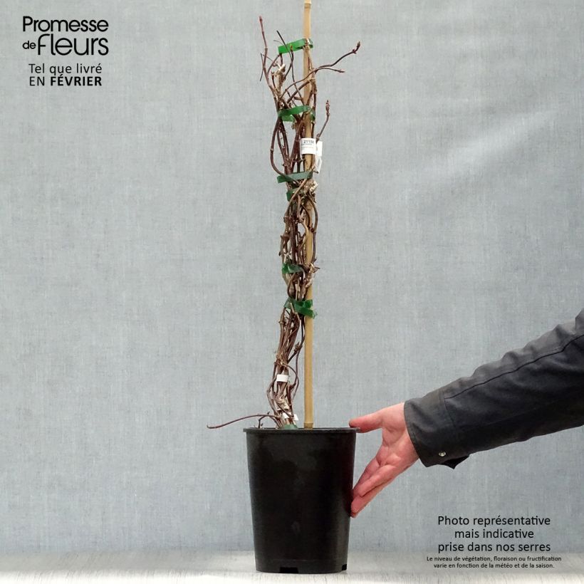 Schizophragma hydrangeoides Rose Sensation 2L/3L pot sample as delivered in winter