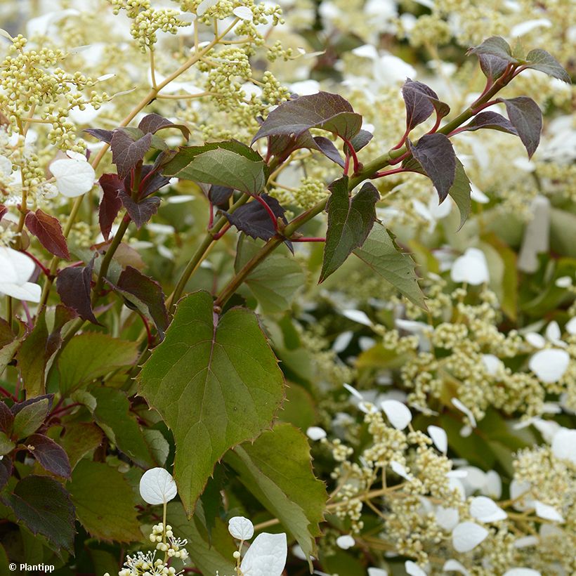 Schizophragma hydrangeoides Snow Sensation (Foliage)