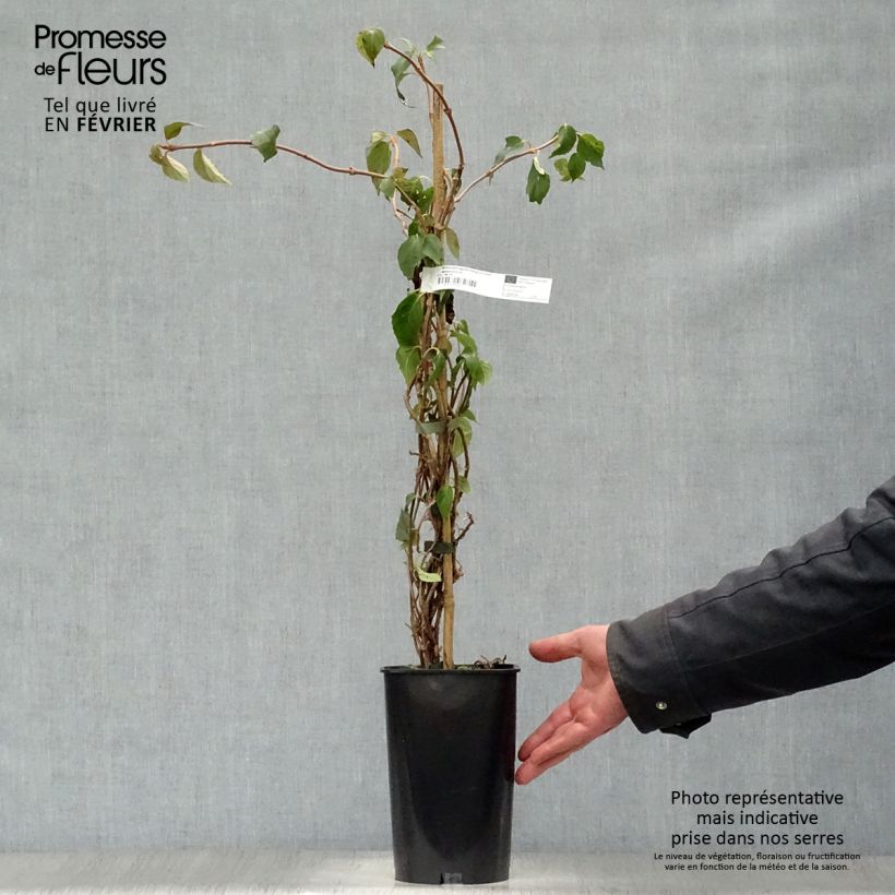 Schizophragma hydrangeoides Windmills 2L/3L pot sample as delivered in winter