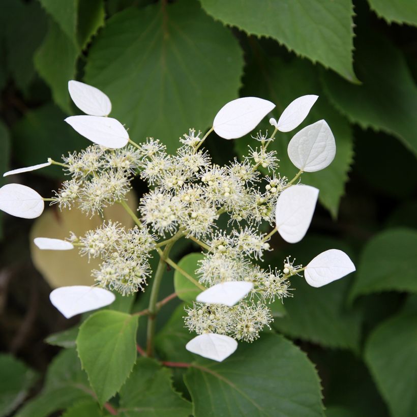 Schizophragma integrifolium (Flowering)