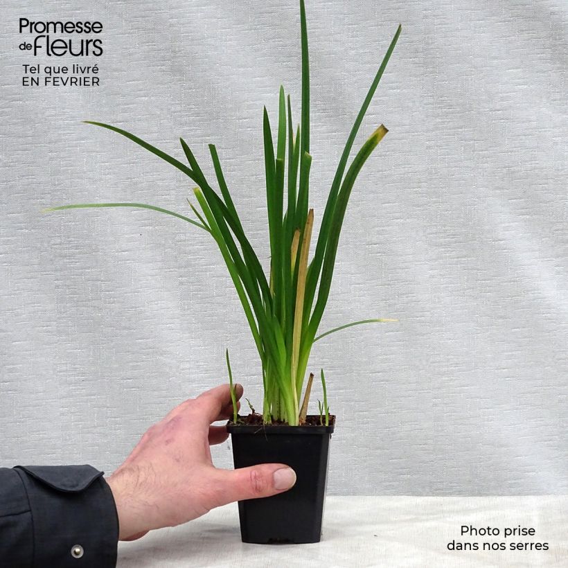 Schizostylis coccinea Mrs Hegarty 8/9 cm pot sample as delivered in winter