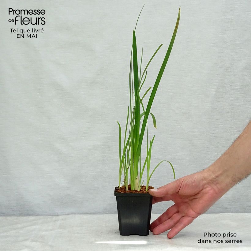 Schizostylis coccinea Mrs Hegarty 8/9 cm pot sample as delivered in spring