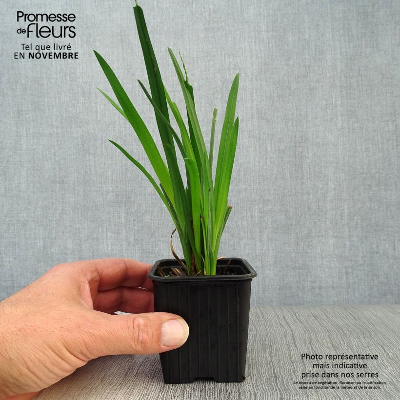 Schizostylis coccinea Mrs Hegarty 8/9 cm pot sample as delivered in autumn