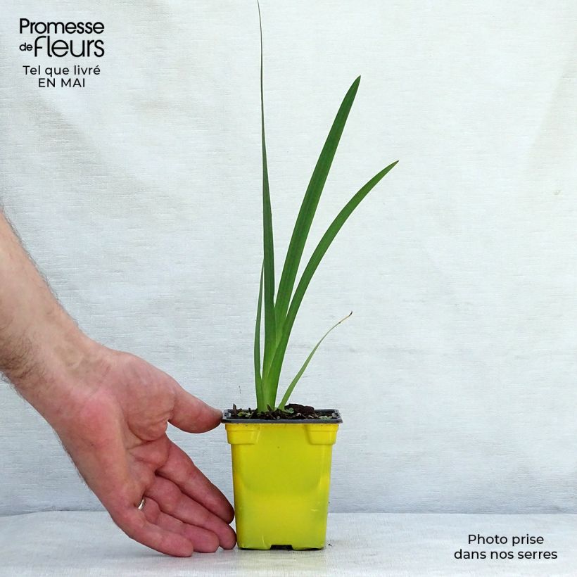 Schizostylis coccinea Alba 7/8 cm pot sample as delivered in spring