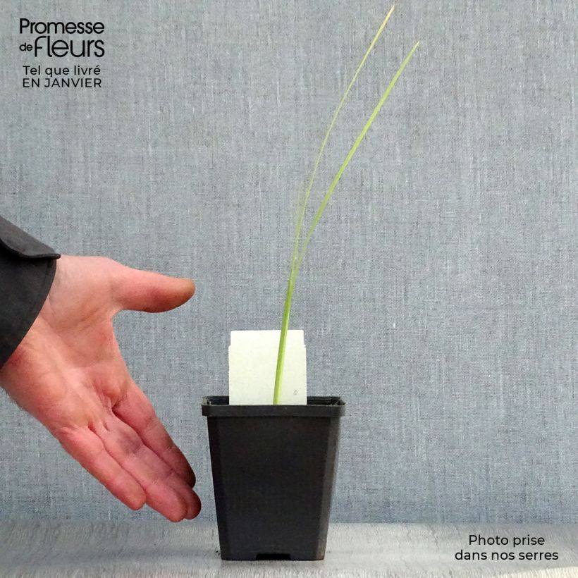 Schizostylis coccinea Alba 7/8 cm pot sample as delivered in winter