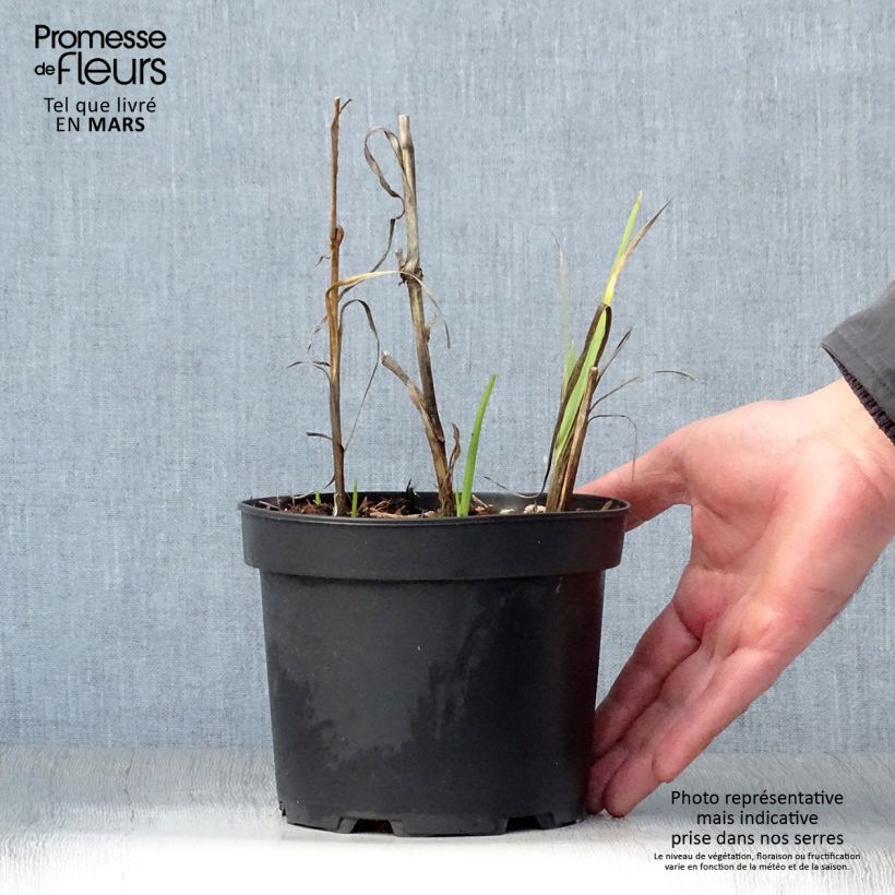 Schizostylis coccinea Alba 2L/3L pot sample as delivered in spring