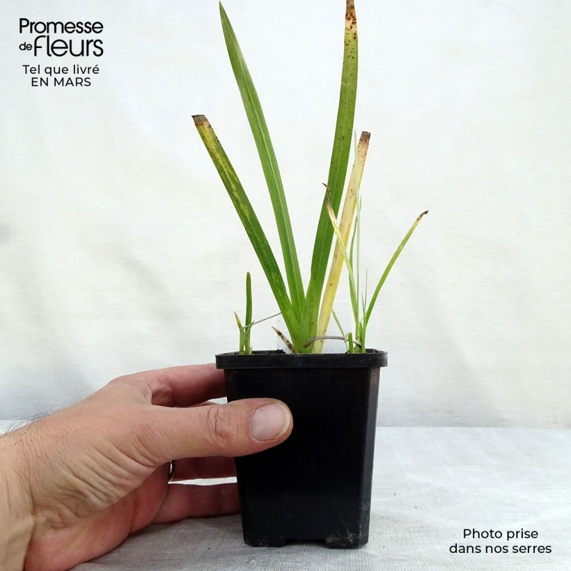 Schizostylis coccinea Major 7/8 cm pot sample as delivered in spring