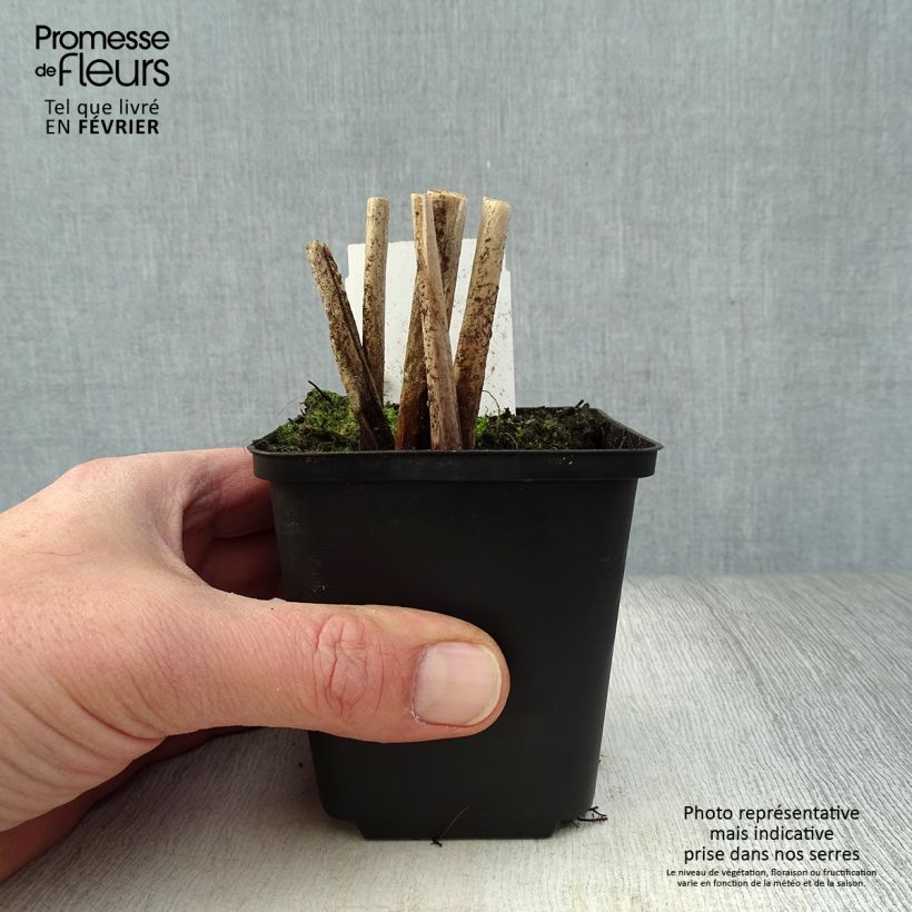 Schoenoplectus lacustris subsp. tabernaemontani Albescens 8/9 cm pot sample as delivered in winter