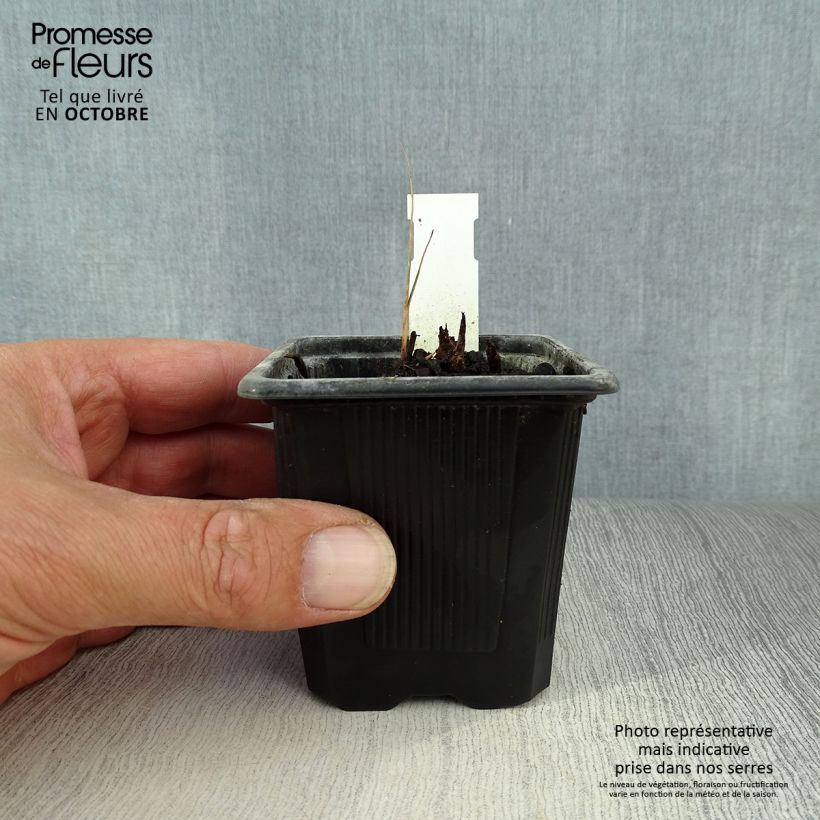 Schoenoplectus lacustris subsp tabernaemontani Zebrinus 8/9 cm pot sample as delivered in autumn