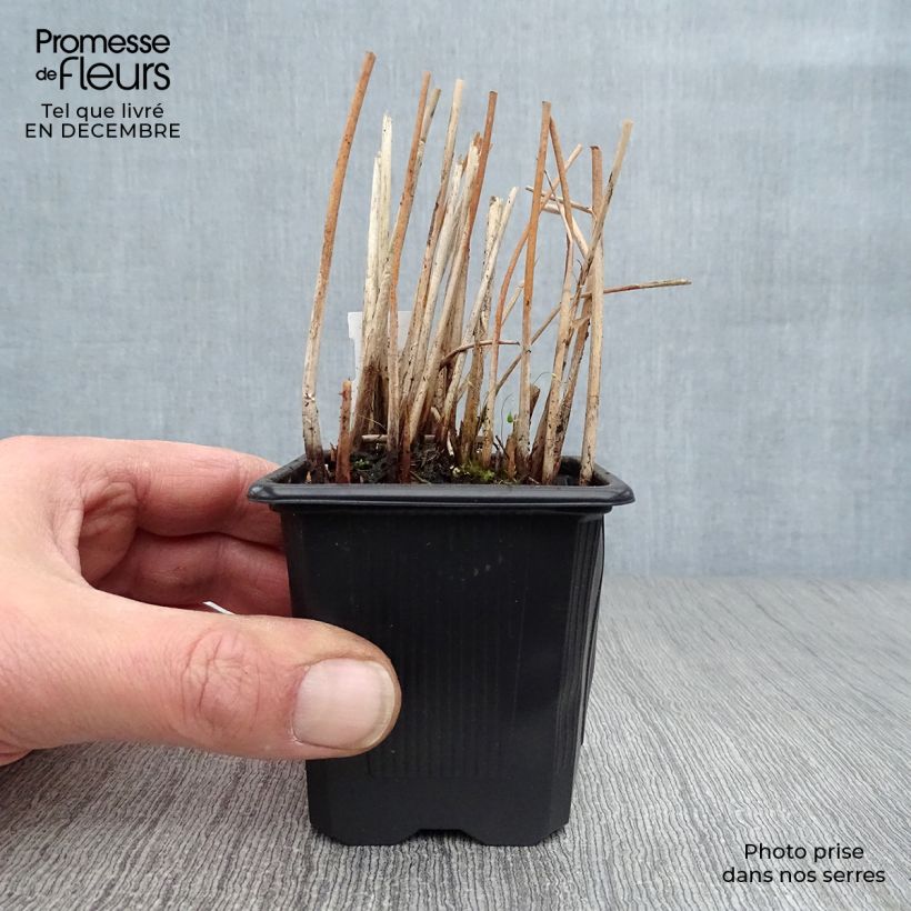 Schoenoplectus lacustris subsp tabernaemontani Zebrinus 8/9 cm pot sample as delivered in winter