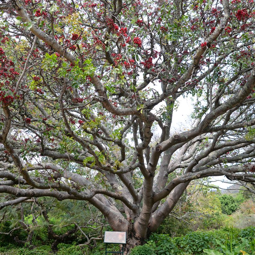 Schotia brachypetala - Drunken parrot tree (Plant habit)
