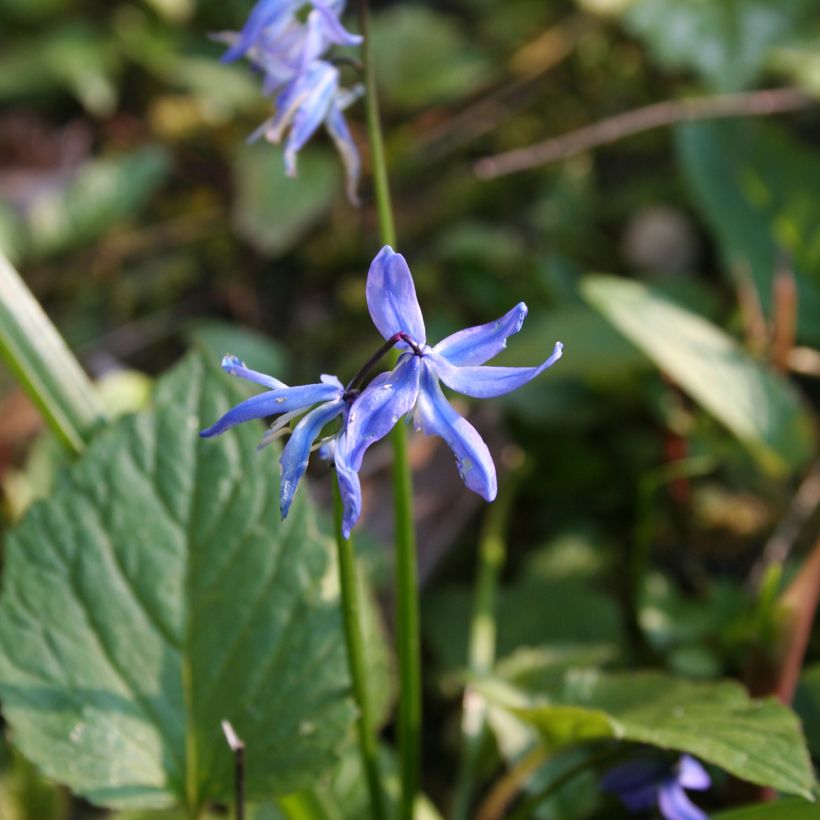 Scilla siberica (Flowering)
