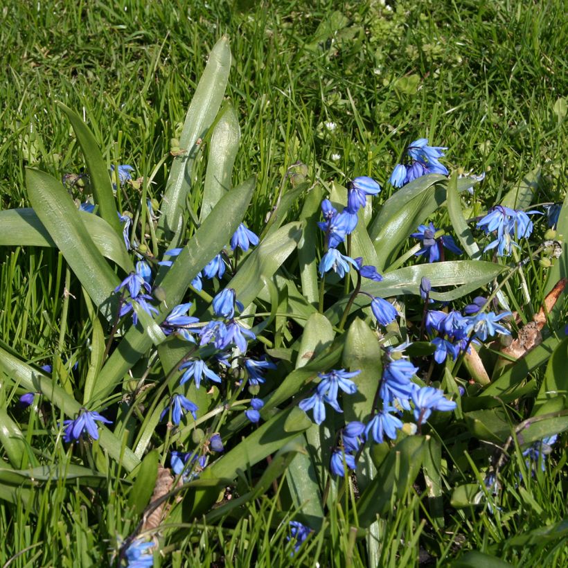 Scilla siberica (Plant habit)