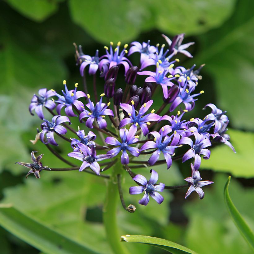 Scilla peruviana (Flowering)