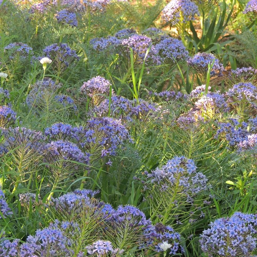 Scilla peruviana (Plant habit)