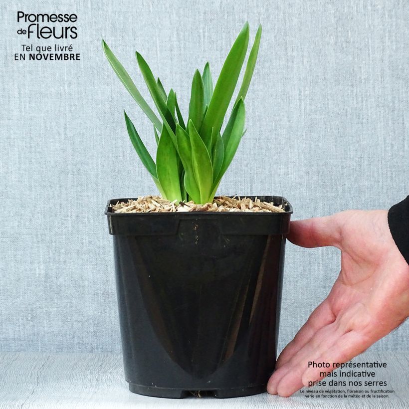 Scilla peruviana  2L/3L pot sample as delivered in autumn