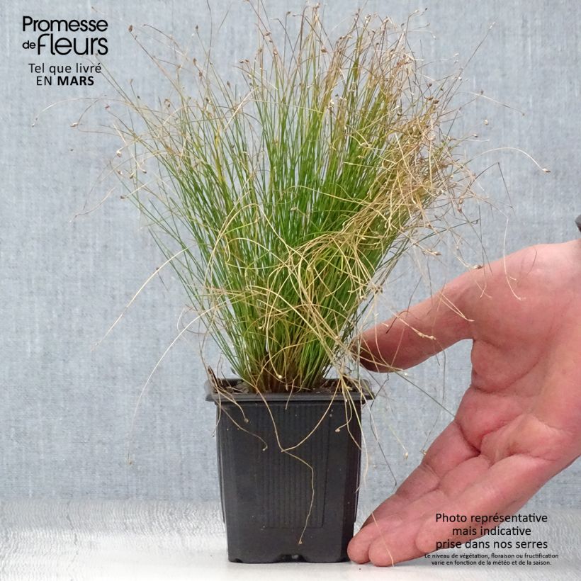 Scirpus cernuus - Fibre Optic Grass 7/8 cm pot sample as delivered in spring