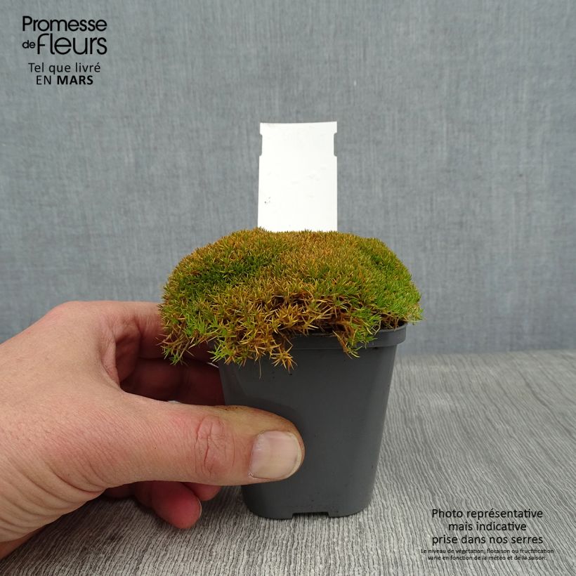 Scleranthus uniflorus 8/9 cm pot sample as delivered in winter