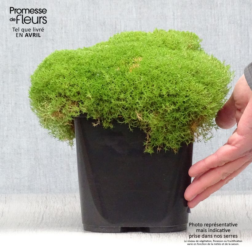 Scleranthus uniflorus 3L/4L pot sample as delivered in spring