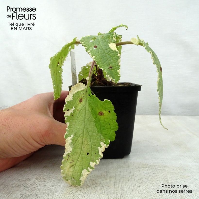 Scrophularia auriculata Variegata 8/9 cm pot sample as delivered in spring