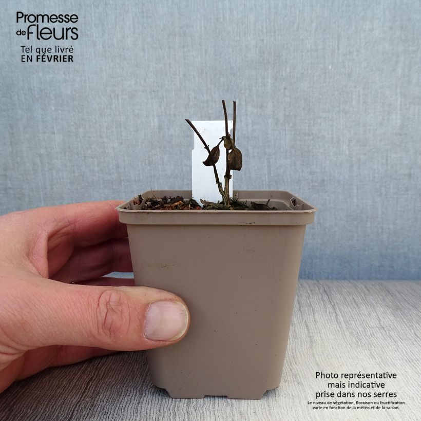 Scutellaria incana 8/9 cm pot sample as delivered in winter