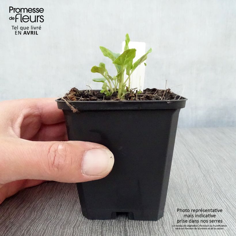 Scutellaria incana 8/9 cm pot sample as delivered in spring