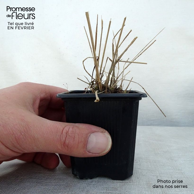 Scutellaria suffrutescens 8/9 cm pot sample as delivered in winter