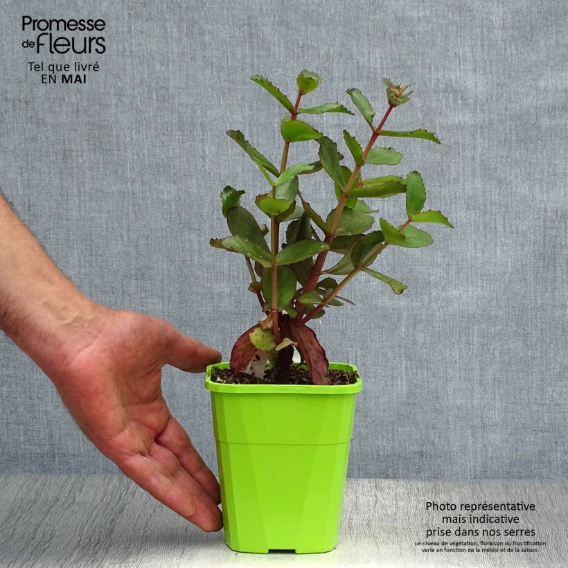 Sedum Black Knight - Autumn Stonecrop 1L/1.5L pot sample as delivered in spring