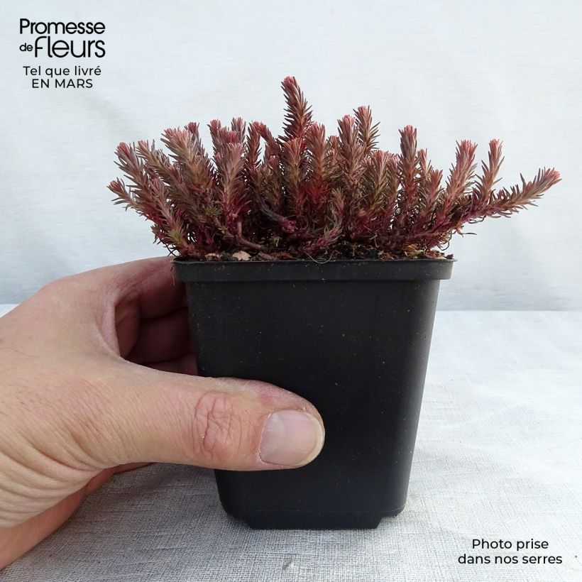 Sedum Chocolate Ball - Stonecrop 8/9 cm pot sample as delivered in winter