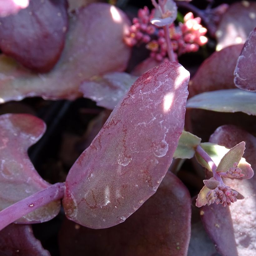 Sedum telephium Chocolate Cherry - Autumn Stonecrop (Foliage)
