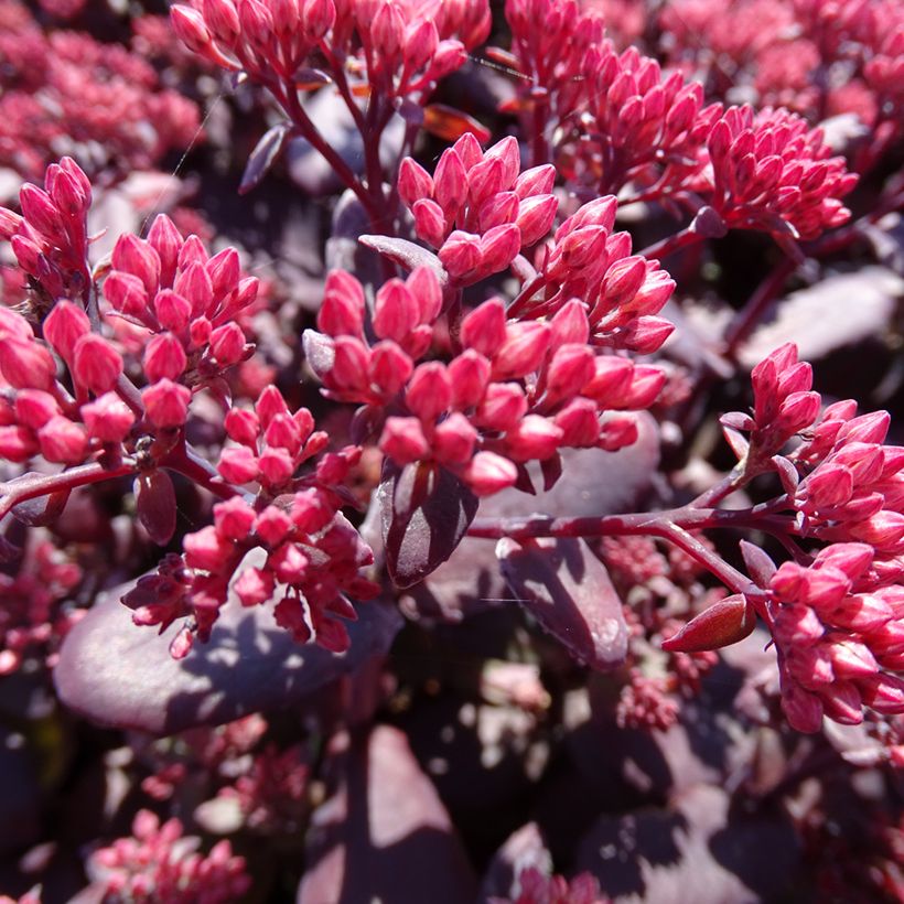 Sedum telephium Chocolate Cherry - Autumn Stonecrop (Flowering)