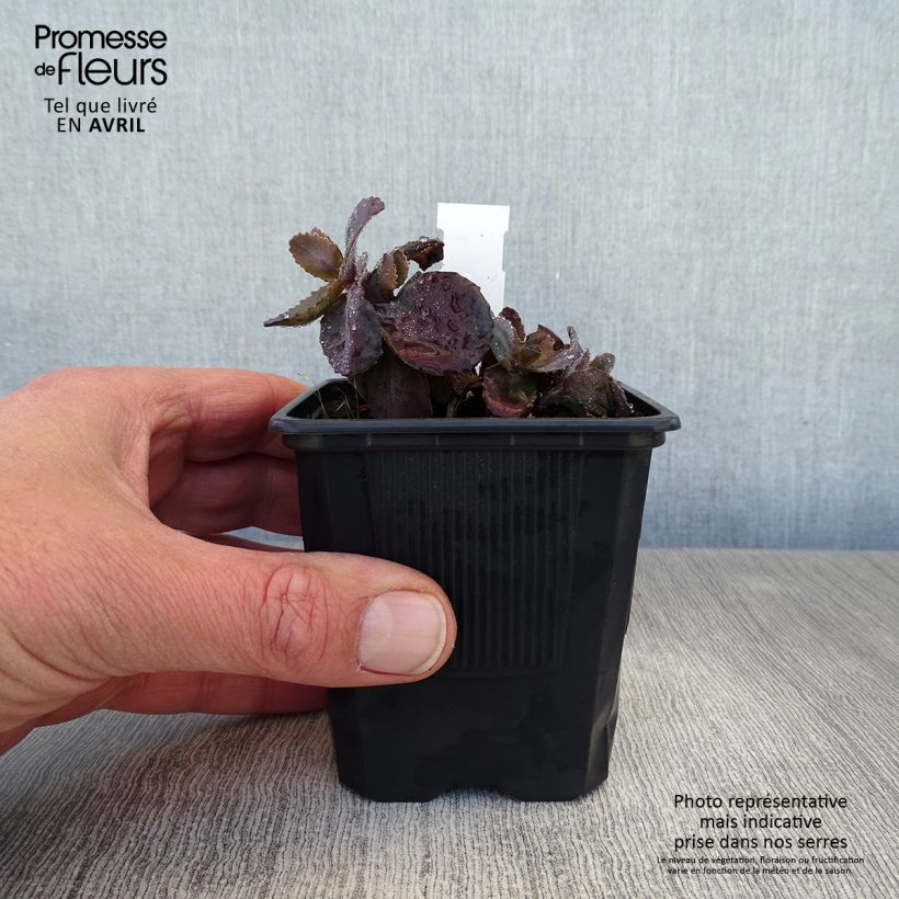 Sedum telephium Chocolate Cherry - Autumn Stonecrop 8/9 cm pot sample as delivered in spring