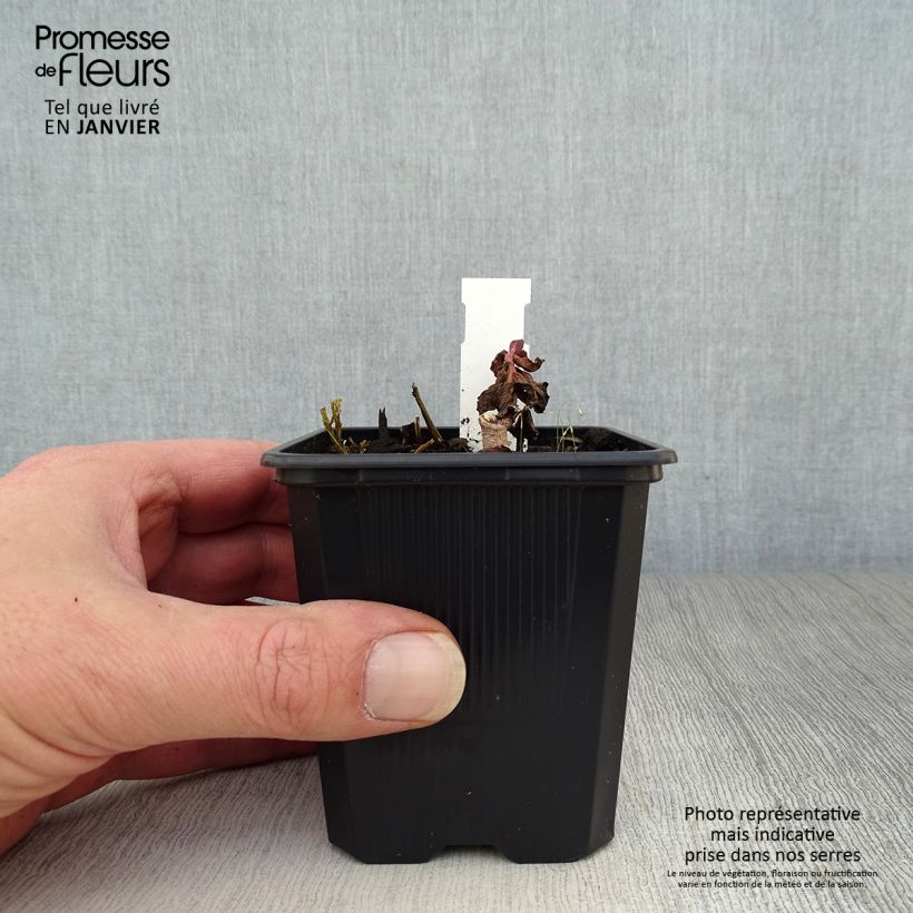 Sedum telephium Dark Magic - Autumn Stonecrop 8/9 cm pot sample as delivered in winter