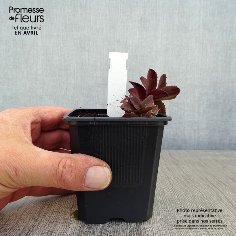 Sedum telephium Dark Magic - Autumn Stonecrop 8/9 cm pot sample as delivered in spring