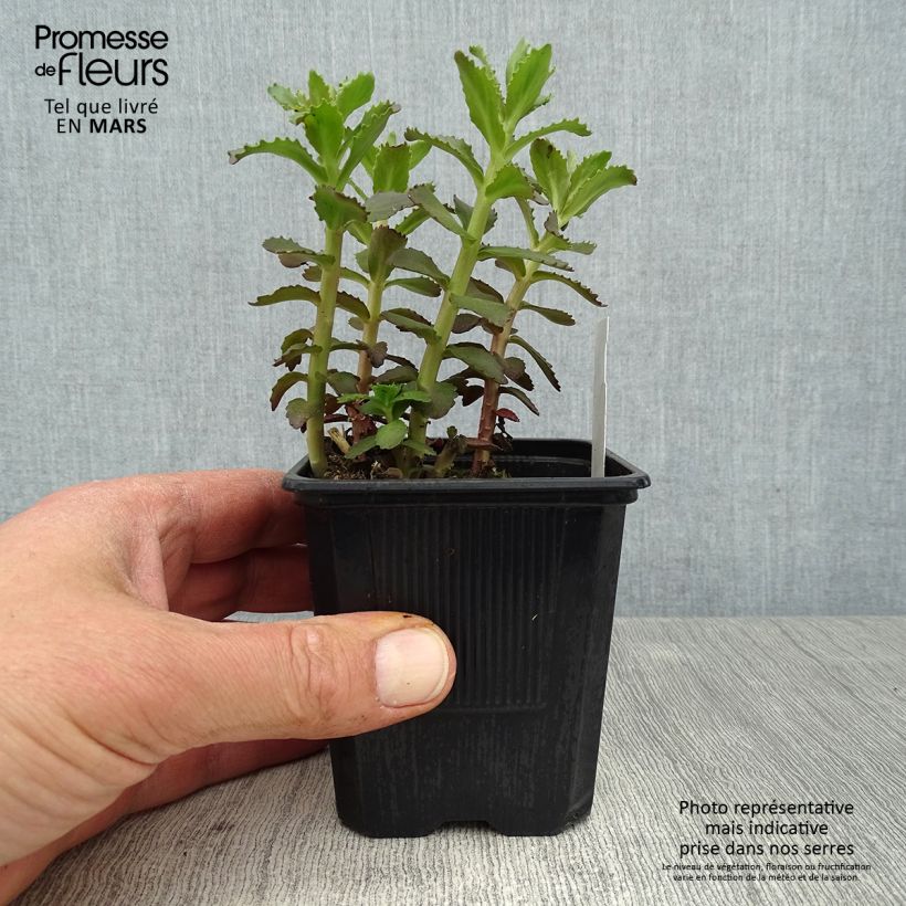 Sedum telephium Double Martini - Autumn Stonecrop 8/9 cm pot sample as delivered in spring