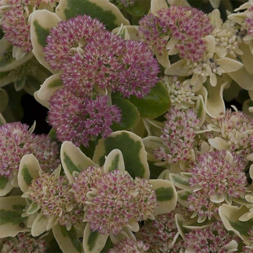 Sedum spectabile Frosted Fire - Autumn Stonecrop (Flowering)
