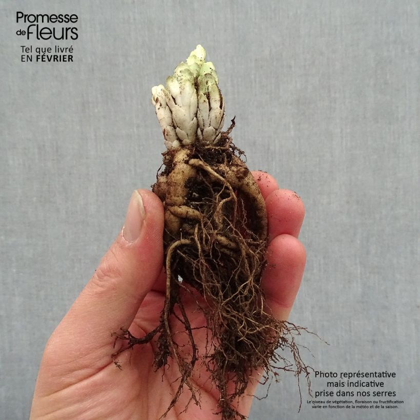 Sedum spectabile Frosted Fire - Autumn Stonecrop Bare root sample as delivered in winter