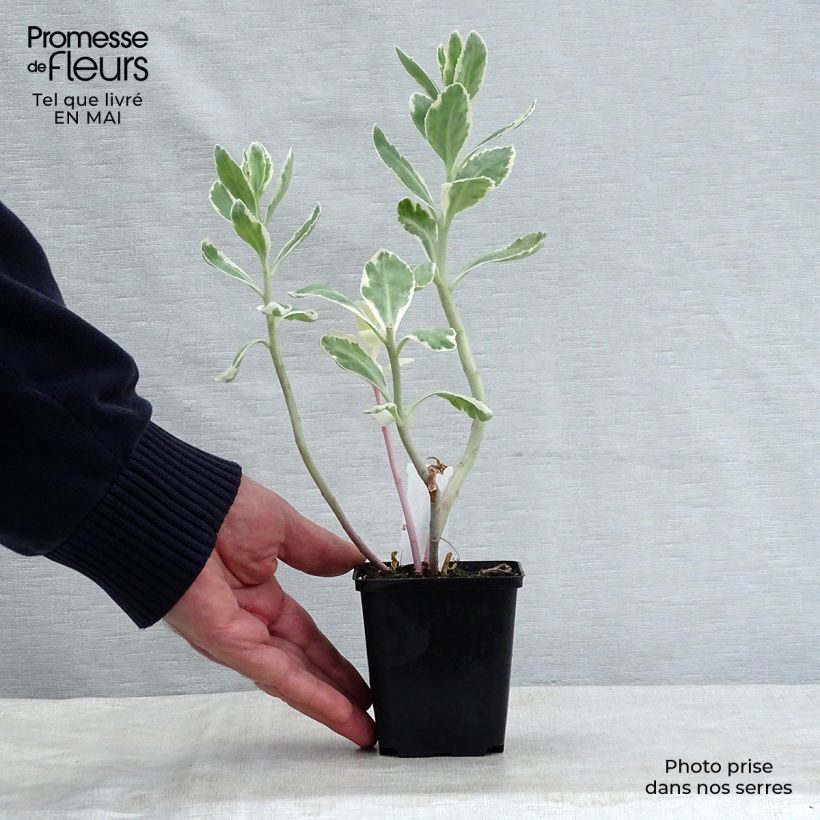 Sedum Frosty Morn - Autumn Stonecrop 8/9 cm pot sample as delivered in spring