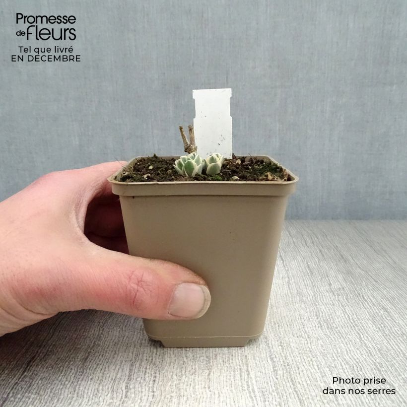 Sedum&#x20;Frosty&#x20;Morn&#x20;-&#x20;Autumn&#x20;Stonecrop&#x20;8&#x2F;9&#x20;cm&#x20;pot&#x20;sample&#x20;as&#x20;delivered&#x20;in&#x20;winter